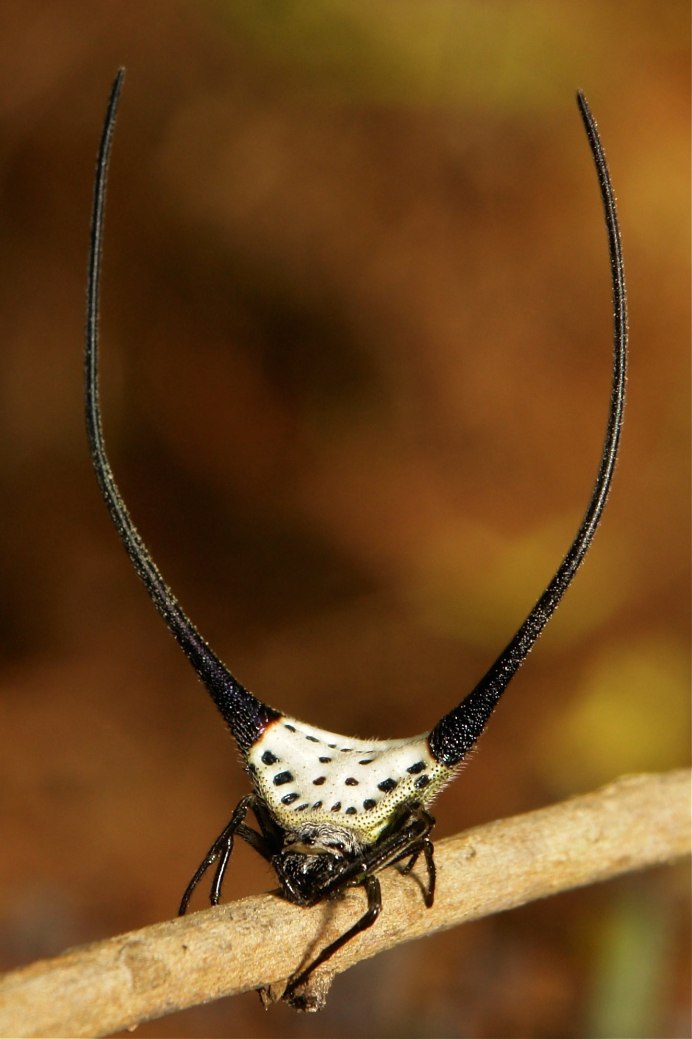 Macracantha arcuata паук