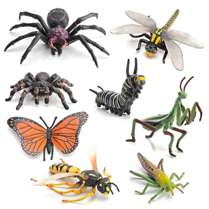 Macracantha arcuata паук