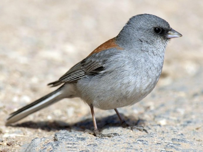 Junco hyemalis