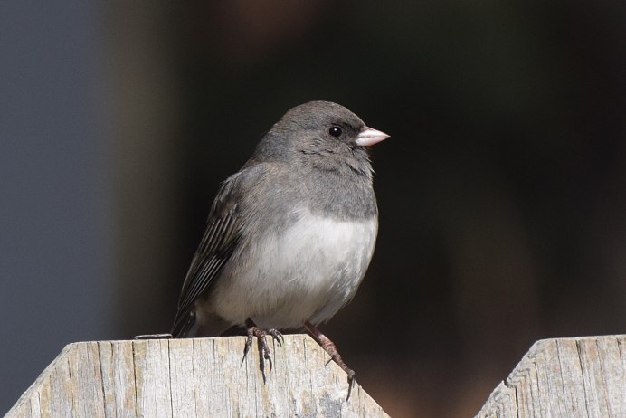 Junco hyemalis