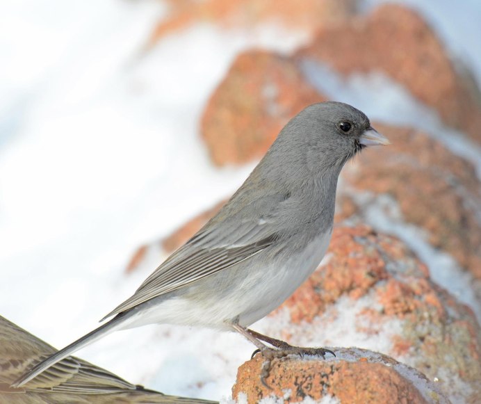 Junco hyemalis