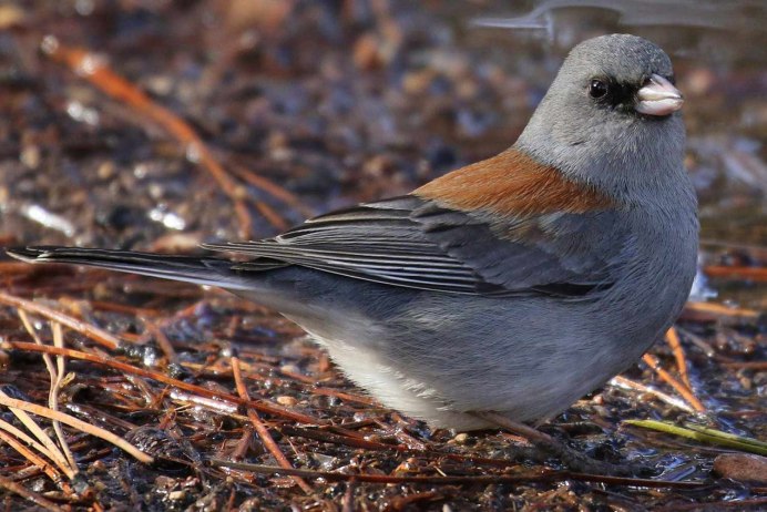 Junco hyemalis
