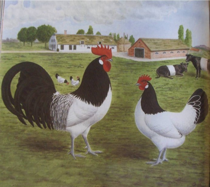 Куры породы Йокогама