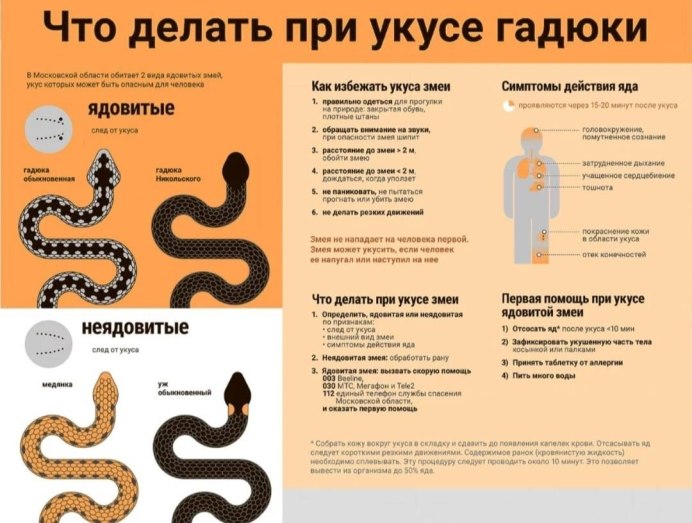 Обыкновенная гадюка меланист