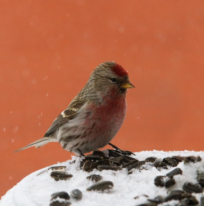 Turdus migratorius