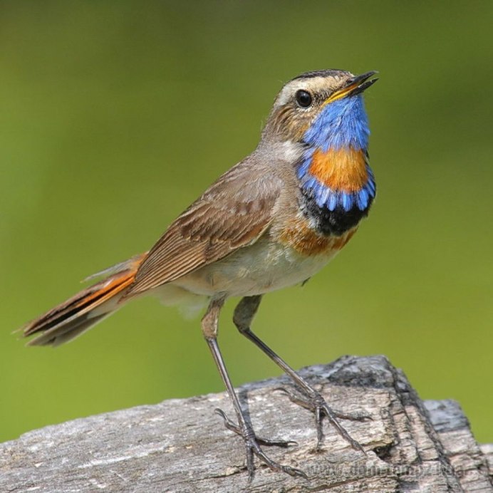 Сибирская чечевица (Carpodacus roseus (Pall.)