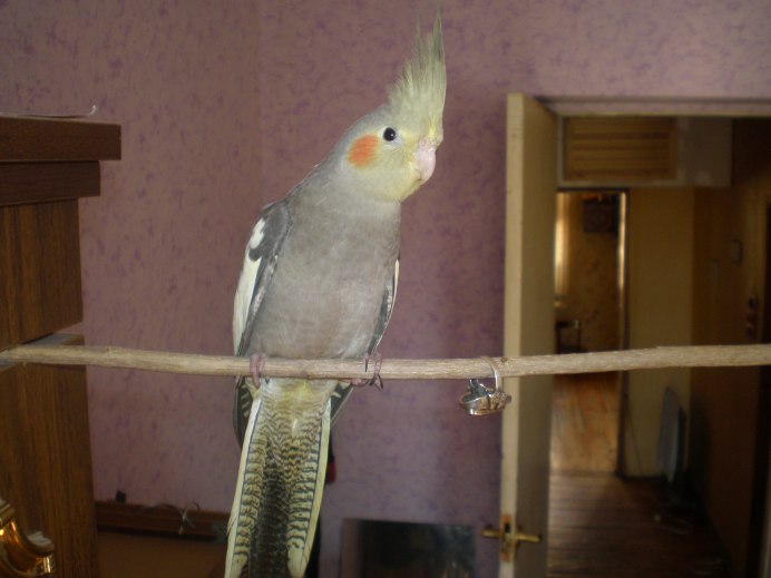 Попугай маленький домашний