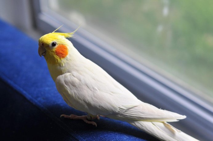 Корелла птенец