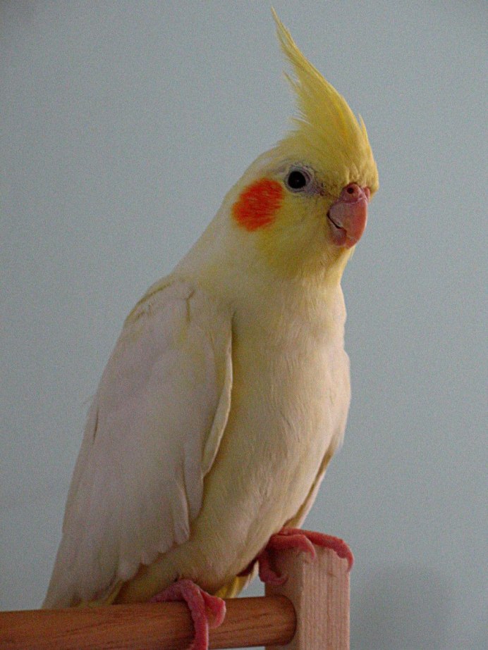 Корелла Браво