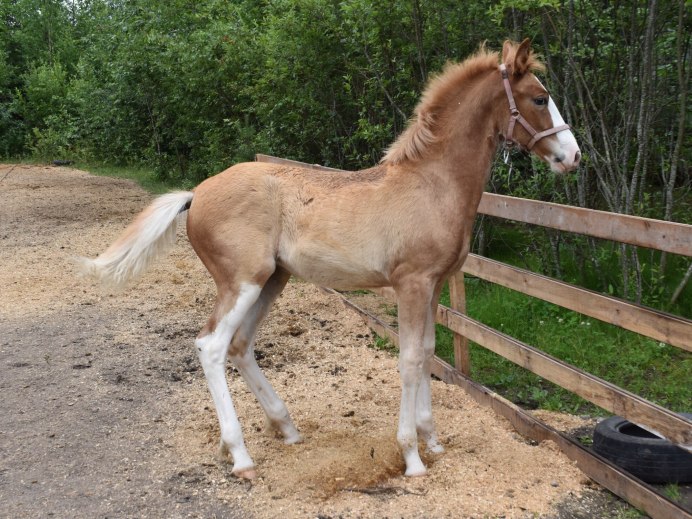 Лошадь Thoroughbred foal