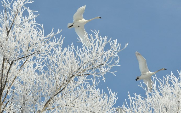 Зимние городские птицы
