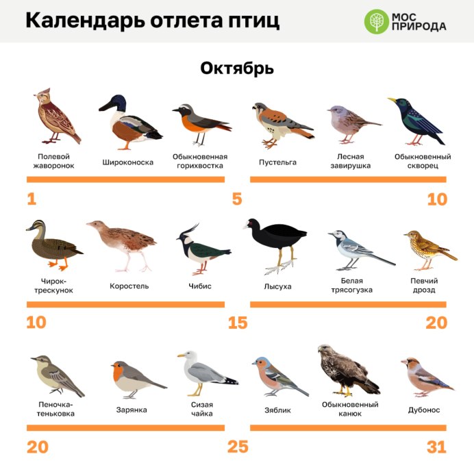 Белый Аист в Африке