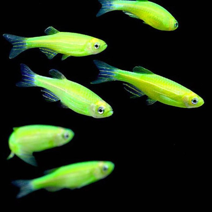 Тернеция Glofish - малиновая