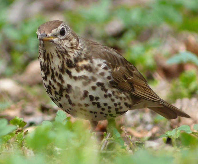 Дрозд-деряба (turdus viscivorus)