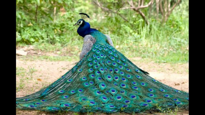 Павлин альбинос с красными пятнами