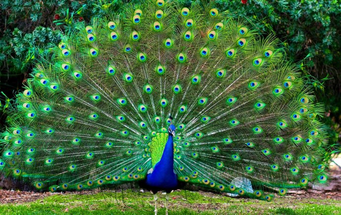 Павлин Мавлин птица