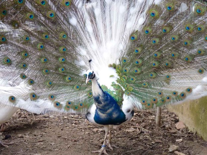 Белый Королевский Павлин