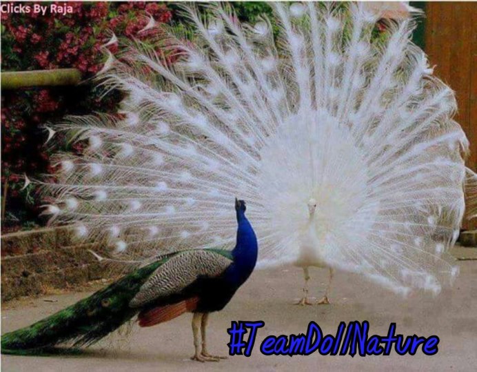 Самые красивые Павлины в мире