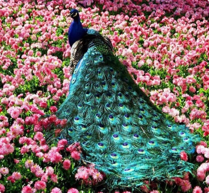 Обыкновенный Павлин