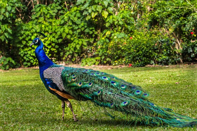 Императорский бордовый Павлин