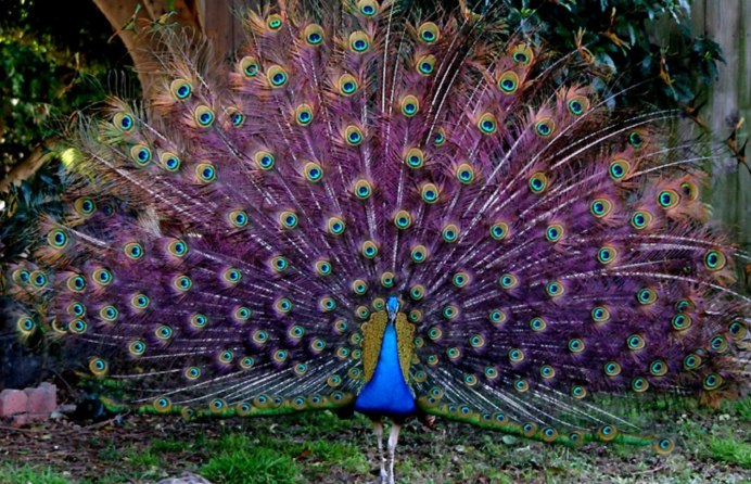 Индокитайский Павлин