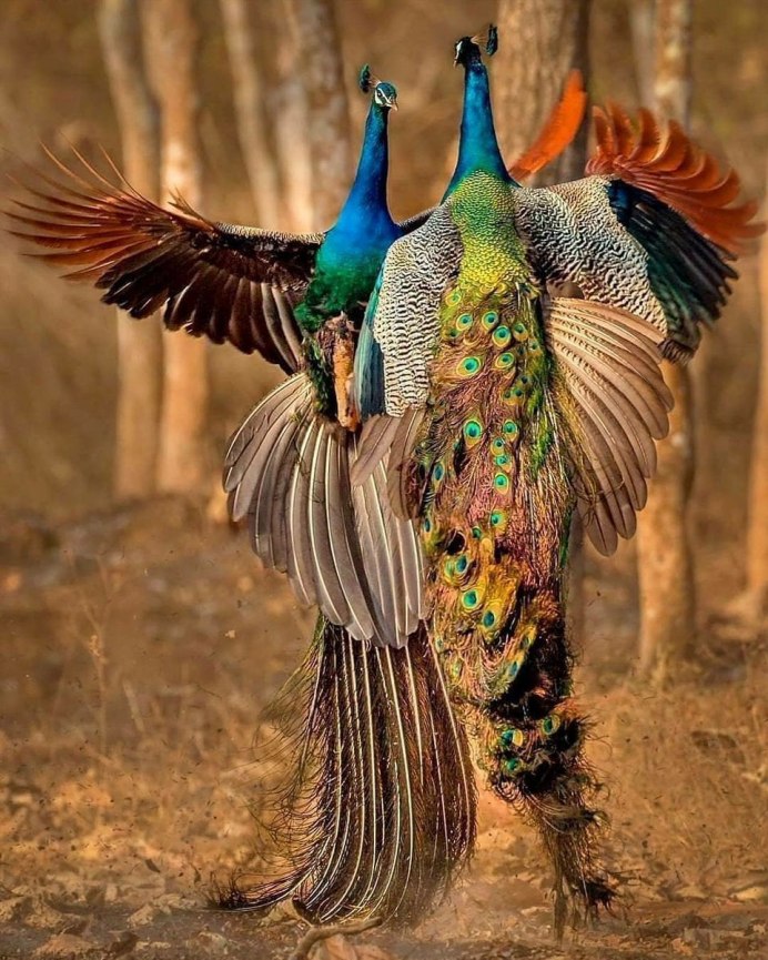 Павлин Аквилейский