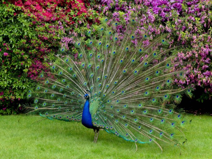 Черноплечий Павлин