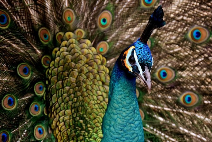 Бирманский зеленый Павлин