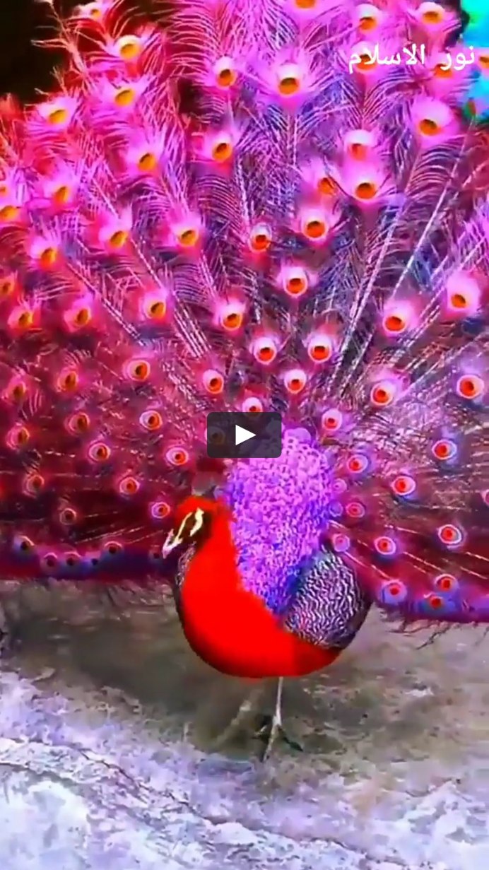 Павлин распушил хвост