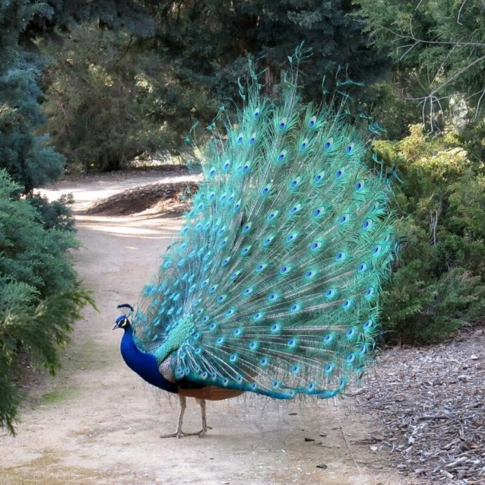 Panasonic TX-43dr300