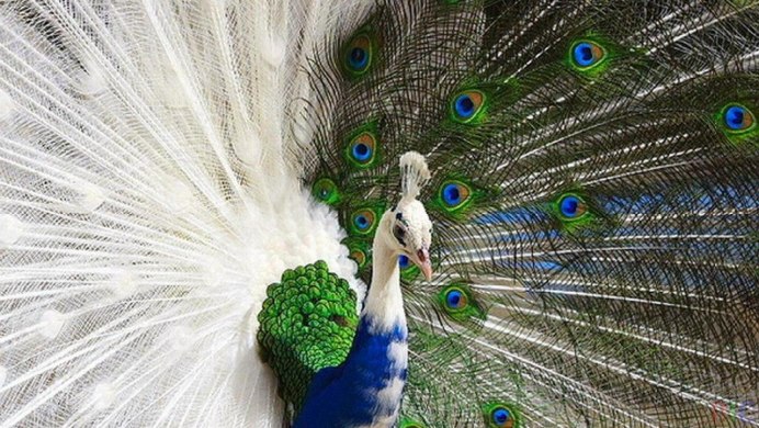 Павлин Павлиныч Курослепов