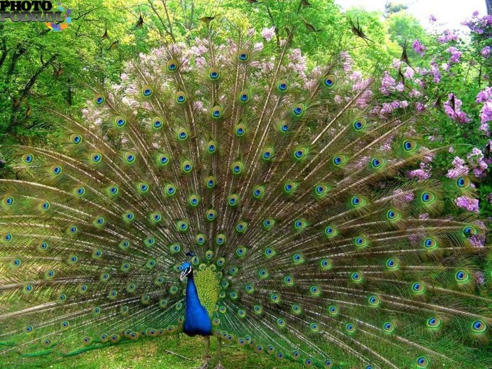 Павлин полуальбинос