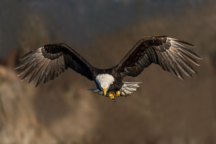 Белоголовый Орлан размах крыльев