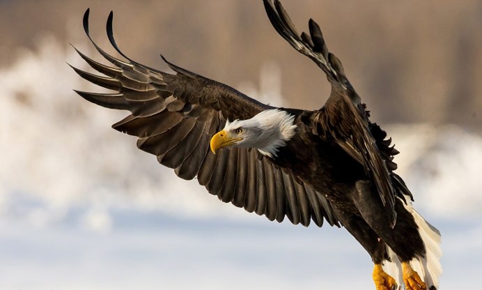 Белоголовый Беркут