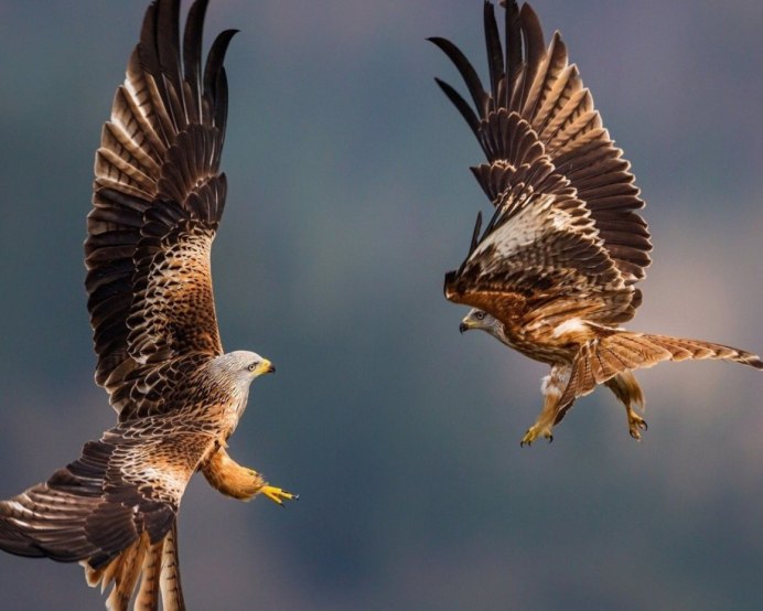 Полёт Путина со стерхами