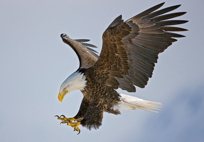 Орлан-белохвост белоголовый