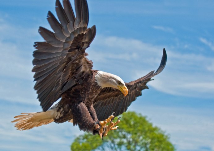 Летающий Орел