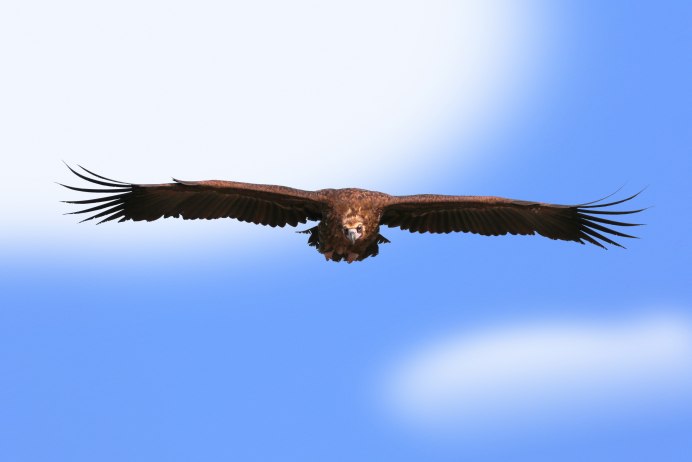 Символ острова Ольхон — белоголовый Орел