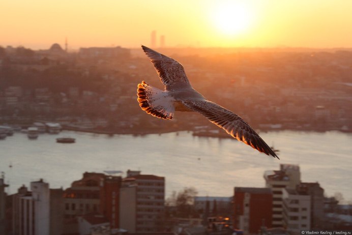 Белоголовый Орлан Канада