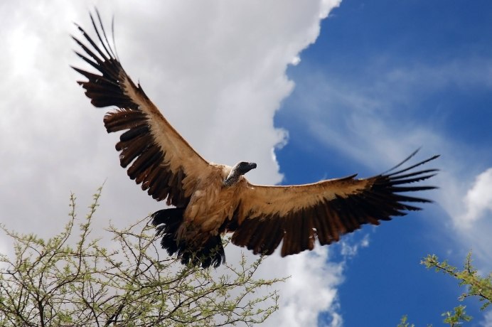 Андский Кондор Перу