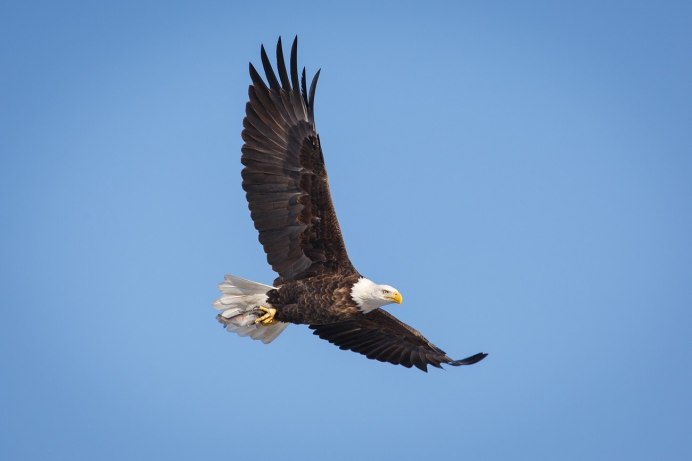 Орел в полете спереди