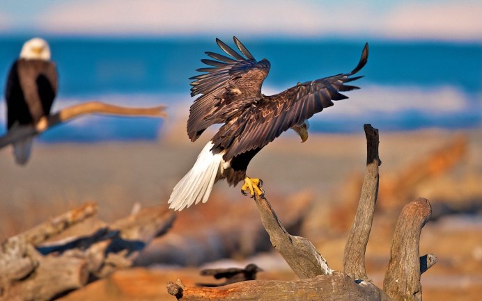 Ястреб Орел Беркут