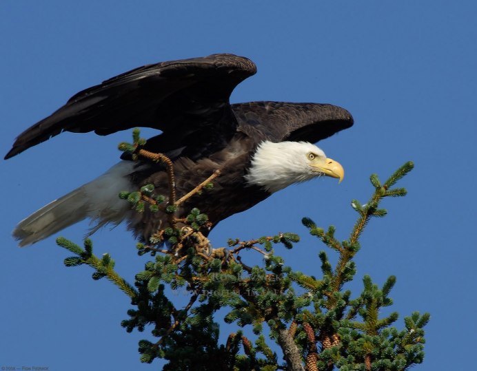 Орел в полете