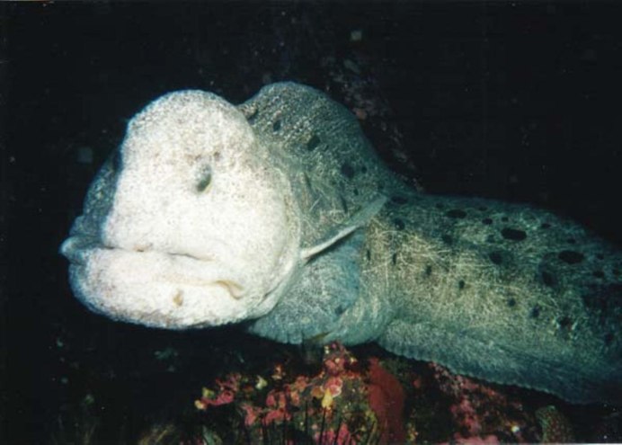 Wolf eel перевод