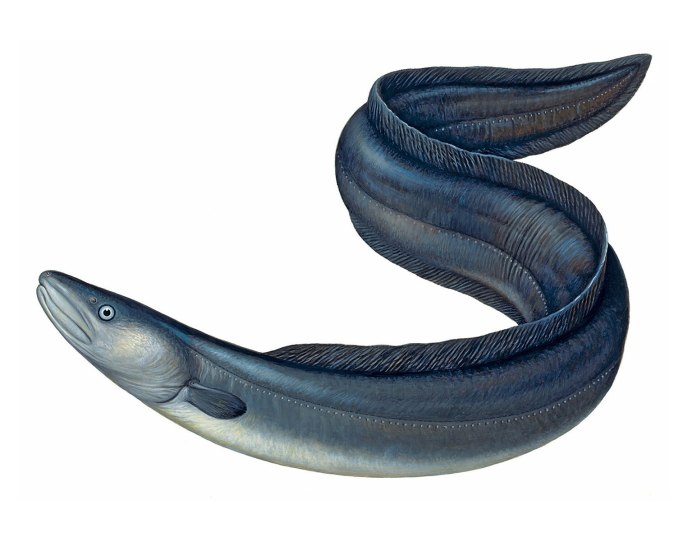 Синафобранх (Synaphobranchus)