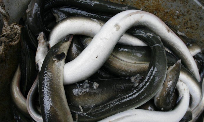 Электрический угорь (Electrophorus electricus)