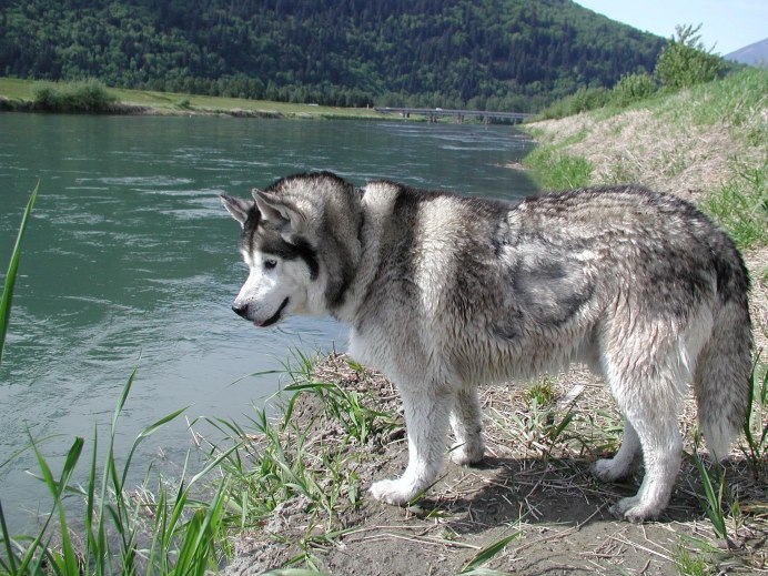 Аляскинский хаски