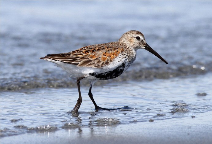 Краснозобик Calidris ferruginea