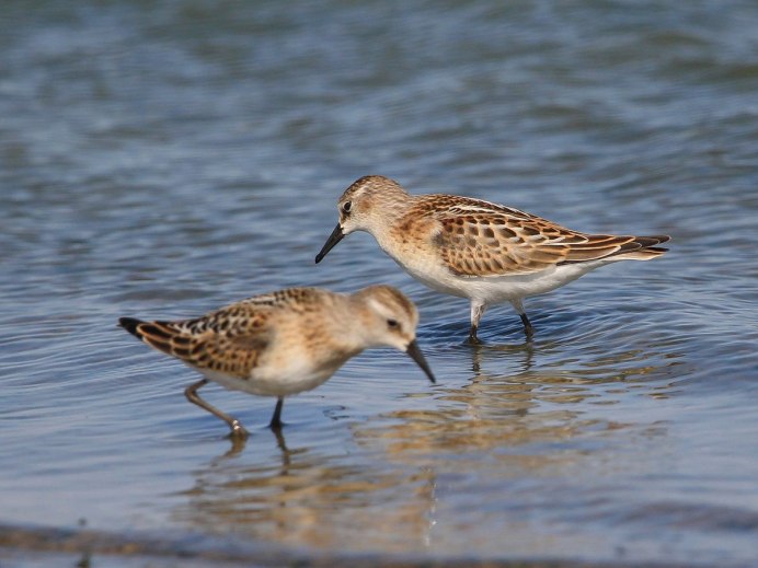 Кулик-Воробей - Calidris minuta