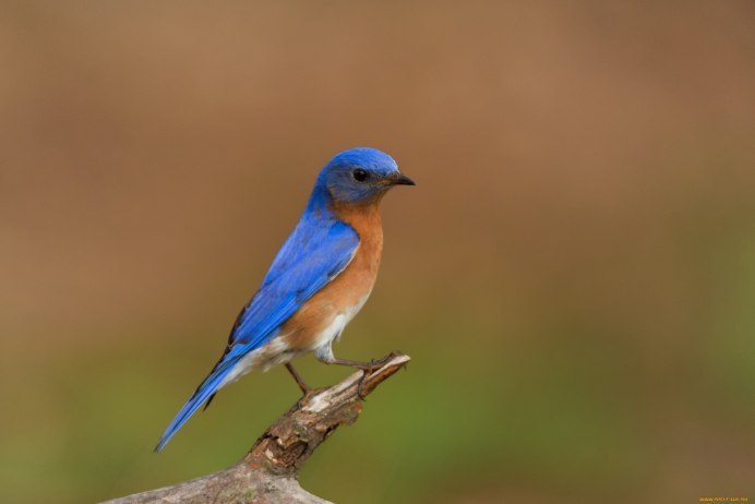 Варакушка (Luscinia svecica)
